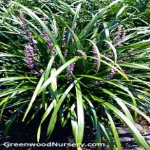 Royal Purple Liriope | Lilyturf