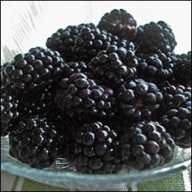 Blackberry Bushes