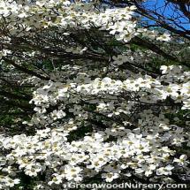White Flowering Dogwood Trees