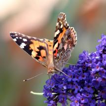 Instant Butterfly Garden Packages