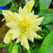 Helleborus Golden Lotus Winter Jewels