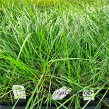Pennisetum 'Hameln' Dwarf Grass