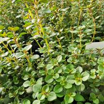 Lemon Thyme Plants