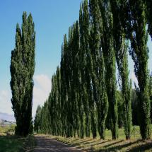 Lombardy Poplar Trees