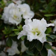 Perfecto Mundo Double White Flowering Reblooming Azalea