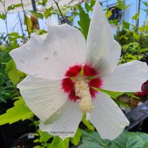 Red Heart Rose of Sharon Hibiscus