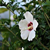 Red Heart Rose of Sharon Hibiscus