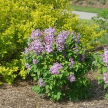 Syringa Scentara Pura | Fragrant Lilac