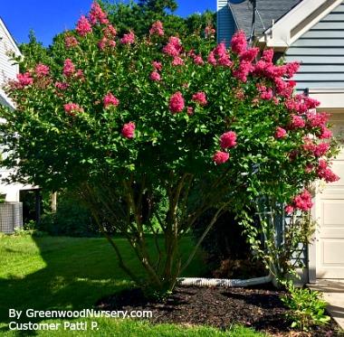 Hopi Crape Myrtle | Flowering Trees for Sale