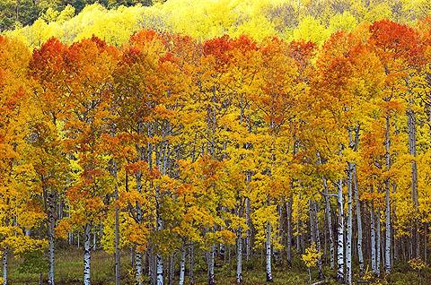 Quaking Aspen Trees | Fast Growing Trees