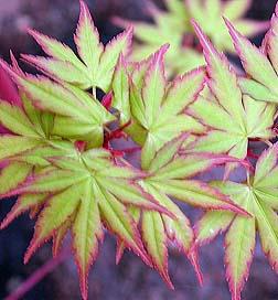 coral bark maple