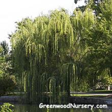 Babylonica Weeping Willow | Fast Growing Trees