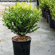 Winter Gem Boxwood | Buy Boxwood Shrubs Online