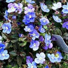 Veronica Georgia Blue | Buy Blue Flowering Ground Cover