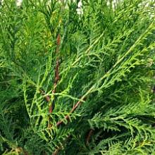 Murray Cypress Tree - Fast Growing Evergreen Tree