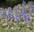 Ajuga Burgundy Glow