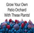 Patio Orchard in Containers