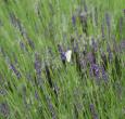 Grosso Lavender Plants