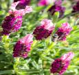 Kew Red Lavender Plants