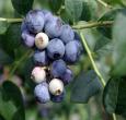Sweetcrisp Southern Highbush Blueberry Plant
