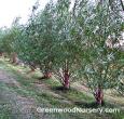 Willow Hybrid Trees