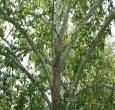 American Sycamore Trees