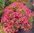 Azalea PM Fuchsia Carpet