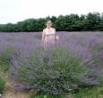 Phenomenal Lavender Plants