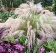 Pink Muhly Grass