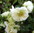 Eternal White Quince Chaenomeles speciosa