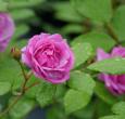 Rise Up Lilac Days Climbing Lilac Rose