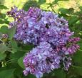 Scentara Double Blue Lilac | Fragrant Lilac