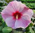 Hibiscus Starry Starry Night