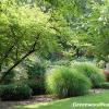 Ornamental Grasses Add Year-long Garden Interest