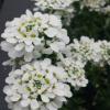 Iberis Alexander's White Candytuft