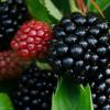 Apache Blackberry Potted Tissue Culture Plants