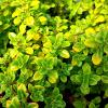 gold thyme ground cover