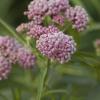 Cinderella Swamp Milkweed