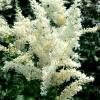 Astilbe Bridal Veil