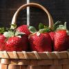 Strawberry Plants