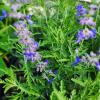 Blue Jean Baby Russian Sage