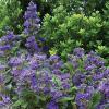 Caryopteris Grand Bleu