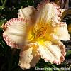 Frosted Vintage Ruffles Daylily