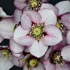 Helleborus French Kiss