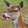 Deer-A-Tak Deer Repellent Program