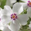 Amazing Grace Creeping Phlox