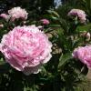 Sarah Bernhardt Double Pink Peony