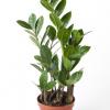 Zamioculcas zamiifolia | ZZ Plant
