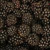 Arapaho Blackberry Plants Tissue Culture
