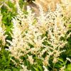 Astilbe Snowdrift